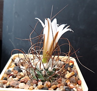 Нажмите на изображение для увеличения.

Название:	Turbinicarpus graminispinus.jpg
Просмотров:	529
Размер:	208.5 Кб
ID:	510597