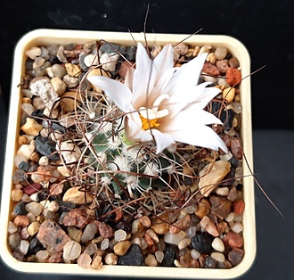 Нажмите на изображение для увеличения.

Название:	Turbinicarpus graminispinus 1.jpg
Просмотров:	528
Размер:	236.8 Кб
ID:	510598