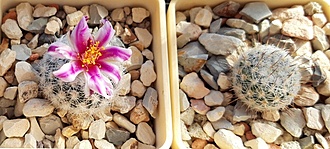 Нажмите на изображение для увеличения.

Название:	Turbinicarpus (Gymnocactus) saueri subsp. septentrionalis PP1363.jpg
Просмотров:	519
Размер:	160.2 Кб
ID:	510599