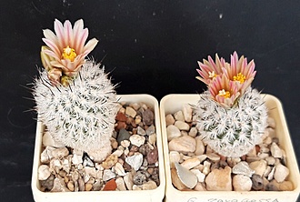 Нажмите на изображение для увеличения.

Название:	Gymnocactus subterraneus v.zaragoza SB1437.jpg
Просмотров:	526
Размер:	172.9 Кб
ID:	510600