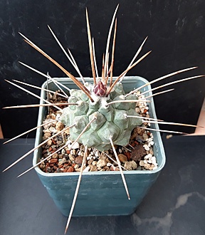 Нажмите на изображение для увеличения.

Название:	Thelocactus multicephalus f.nova RUS 472.jpg
Просмотров:	839
Размер:	192.8 Кб
ID:	510603