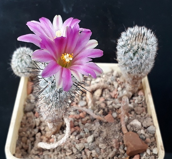 Нажмите на изображение для увеличения.

Название:	Gymnocactus subterraneus v.subterraneus.jpg
Просмотров:	1299
Размер:	204.2 Кб
ID:	510621