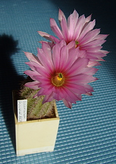 Нажмите на изображение для увеличения.

Название:	Echinocereus fobeanus1 HK303.jpg
Просмотров:	471
Размер:	143.8 Кб
ID:	510650