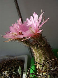 Нажмите на изображение для увеличения.

Название:	Echinocereus fobeanus2 HK303.jpg
Просмотров:	469
Размер:	153.5 Кб
ID:	510651
