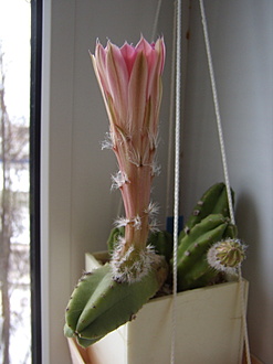 Нажмите на изображение для увеличения.

Название:	Echinocereus scheeri gentry2.jpg
Просмотров:	464
Размер:	121.8 Кб
ID:	510652