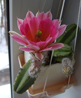 Нажмите на изображение для увеличения.

Название:	Echinocereus scheeri gentry1.jpg
Просмотров:	469
Размер:	145.1 Кб
ID:	510653