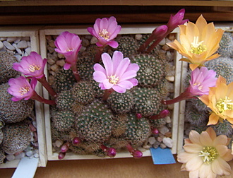 Нажмите на изображение для увеличения.

Название:	Rebutia perplexa1 L 329.jpg
Просмотров:	685
Размер:	174.4 Кб
ID:	511341