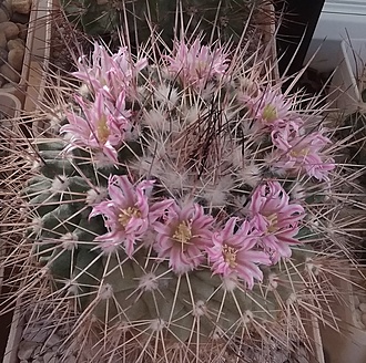 Нажмите на изображение для увеличения.

Название:	Mammillaria melanocentra.jpg
Просмотров:	530
Размер:	336.9 Кб
ID:	511557