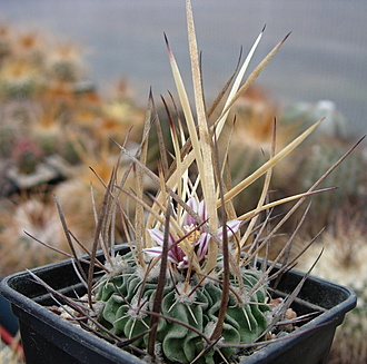 Нажмите на изображение для увеличения.

Название:	Efc. phyllacanthus 'grandicornus' SB437.jpg
Просмотров:	584
Размер:	258.8 Кб
ID:	511743