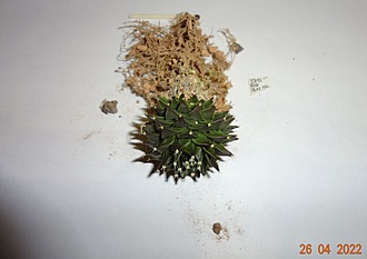 Нажмите на изображение для увеличения.

Название:	DSC00572.jpg
Просмотров:	700
Размер:	103.6 Кб
ID:	511835