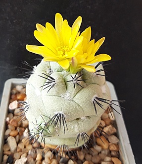 Нажмите на изображение для увеличения.

Название:	Ortegocactus macdougallii  San Jose Lachuguiri Mexico (Oaxaca).jpg
Просмотров:	363
Размер:	205.4 Кб
ID:	511886