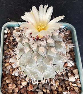 Нажмите на изображение для увеличения.

Название:	Strombocactus corregidorae  RUS 333.jpg
Просмотров:	361
Размер:	252.2 Кб
ID:	511888