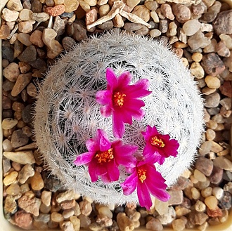 Нажмите на изображение для увеличения.

Название:	Mammillaria humboldii.jpg
Просмотров:	658
Размер:	349.1 Кб
ID:	511891