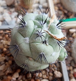 Нажмите на изображение для увеличения.

Название:	Ortegocactus macdougallii.jpg
Просмотров:	530
Размер:	211.5 Кб
ID:	512182