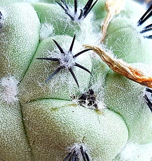 Нажмите на изображение для увеличения.

Название:	Ortegocactus macdougallii семена.jpg
Просмотров:	507
Размер:	359.4 Кб
ID:	512183