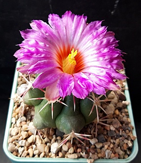 Нажмите на изображение для увеличения.  Название:	Thelocactus bicolor subs. heterochromus.jpg Просмотров:	0 Размер:	209.1 Кб ID:	512190