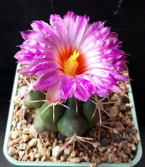 Нажмите на изображение для увеличения.  Название:	Thelocactus bicolor subs. heterochromus.jpg Просмотров:	0 Размер:	209.1 Кб ID:	512190