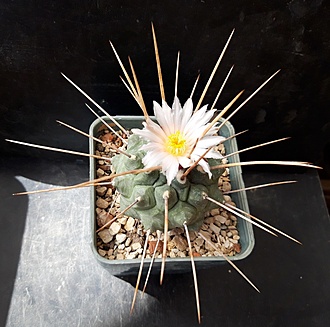 Нажмите на изображение для увеличения.  Название:	Thelocactus multicephalus f.nova RUS 472.jpg Просмотров:	0 Размер:	215.8 Кб ID:	512192