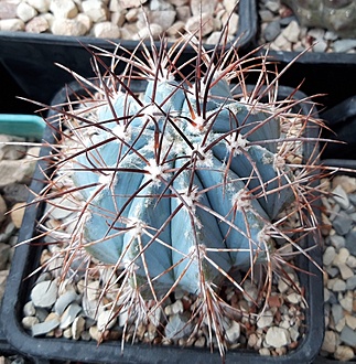 Нажмите на изображение для увеличения.

Название:	melocactus azureus-.jpg
Просмотров:	323
Размер:	299.8 Кб
ID:	512447