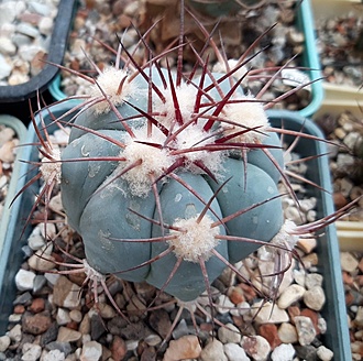 Нажмите на изображение для увеличения.

Название:	echinocactus horizonthalonius.jpg
Просмотров:	364
Размер:	267.0 Кб
ID:	512448
