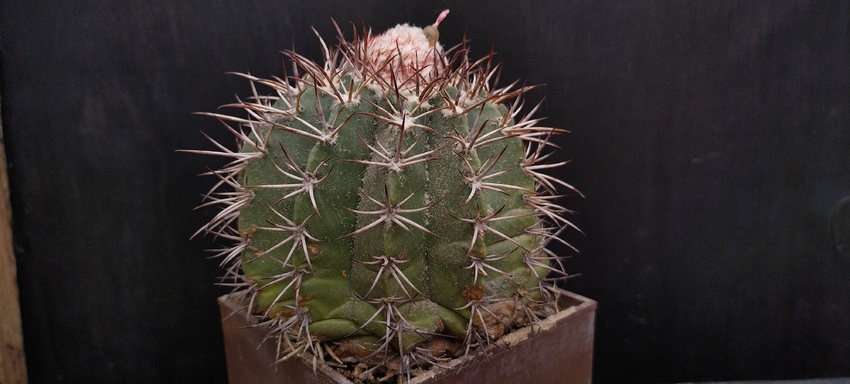 Нажмите на изображение для увеличения.

Название:	Melocactus sabuinus 002.jpg
Просмотров:	395
Размер:	116.9 Кб
ID:	512507