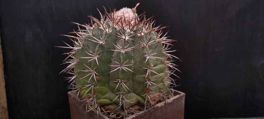 Нажмите на изображение для увеличения.

Название:	Melocactus sabuinus 002.jpg
Просмотров:	371
Размер:	116.9 Кб
ID:	512507