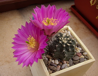 Нажмите на изображение для увеличения.

Название:	Echinocereus pulchellus var. amoenus MZ 744.jpg
Просмотров:	572
Размер:	149.7 Кб
ID:	512513