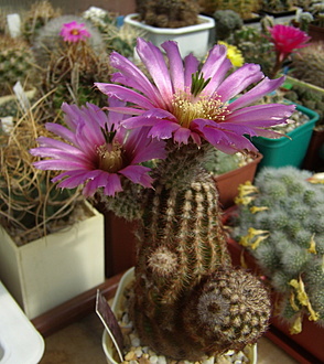 Нажмите на изображение для увеличения.

Название:	Echinocereus reichenbachii1 JRT301.jpg
Просмотров:	555
Размер:	211.2 Кб
ID:	512514