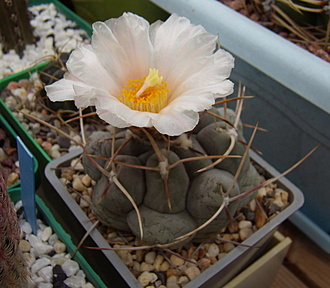 Нажмите на изображение для увеличения.

Название:	Thelocactus hexaedrophorus v. fossulatus1 SB 892.jpg
Просмотров:	572
Размер:	155.0 Кб
ID:	512520