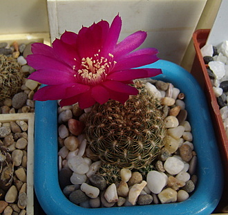 Нажмите на изображение для увеличения.

Название:	Sulcorebutia insperata LH 1806.jpg
Просмотров:	479
Размер:	189.8 Кб
ID:	512582
