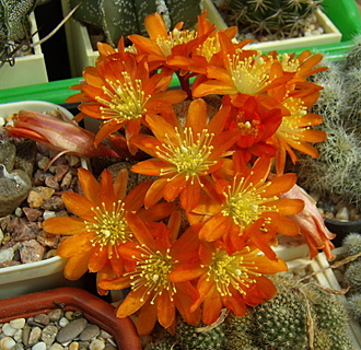 Нажмите на изображение для увеличения.

Название:	Aylostera heliosa v. solisioides2 SL 52.jpg
Просмотров:	535
Размер:	253.3 Кб
ID:	512805