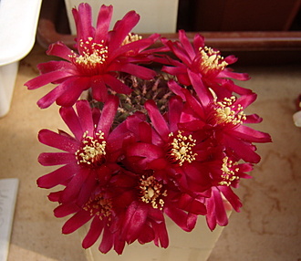 Нажмите на изображение для увеличения.

Название:	Sulcorebutia purpurea subsp. horacekii1.jpg
Просмотров:	518
Размер:	158.1 Кб
ID:	512808