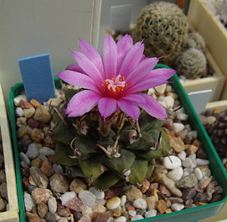 Нажмите на изображение для увеличения.

Название:	Turbinicarpus alonsoi1 GM 024.jpg
Просмотров:	549
Размер:	173.2 Кб
ID:	512811