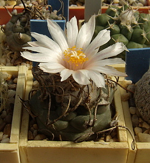 Нажмите на изображение для увеличения.

Название:	Turbinicarpus macrochele v. frailensis1 KS 093.jpg
Просмотров:	528
Размер:	205.5 Кб
ID:	512812