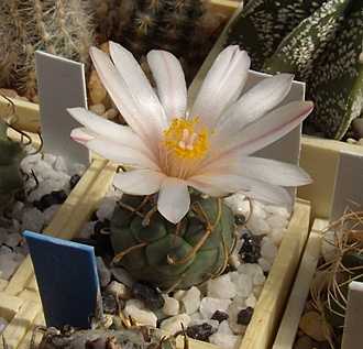 Нажмите на изображение для увеличения.

Название:	Turbinicarpus schwarzii TCG 8003.jpg
Просмотров:	538
Размер:	186.0 Кб
ID:	512813
