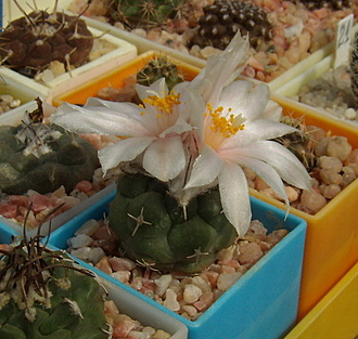 Нажмите на изображение для увеличения.

Название:	Turbinicarpus lophophoroides1.jpg
Просмотров:	533
Размер:	179.8 Кб
ID:	512814