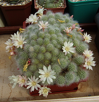 Нажмите на изображение для увеличения.

Название:	Aylostera albiflora1.jpg
Просмотров:	427
Размер:	291.1 Кб
ID:	512866