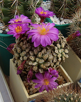 Нажмите на изображение для увеличения.

Название:	Mammillaria bertholdii1.jpg
Просмотров:	412
Размер:	252.1 Кб
ID:	512869