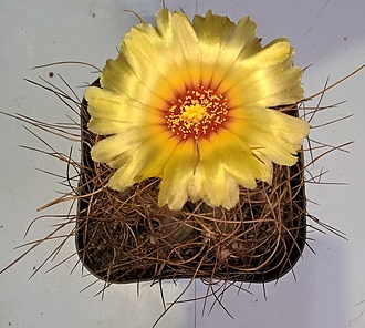 Нажмите на изображение для увеличения.

Название:	astrophytum senile.jpg
Просмотров:	358
Размер:	229.8 Кб
ID:	513095
