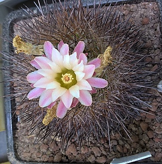 Нажмите на изображение для увеличения.

Название:	pyrrhocactus echinus.jpg
Просмотров:	339
Размер:	311.1 Кб
ID:	513096