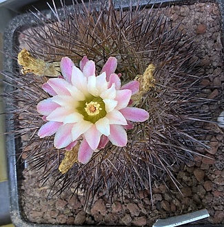 Нажмите на изображение для увеличения.

Название:	pyrrhocactus echinus.jpg
Просмотров:	320
Размер:	311.1 Кб
ID:	513096