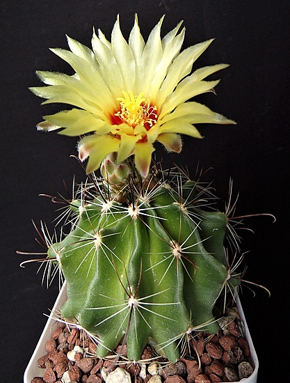 Нажмите на изображение для увеличения.  Название:	Hamatocactus setispinus.jpg Просмотров:	0 Размер:	216.7 Кб ID:	513194