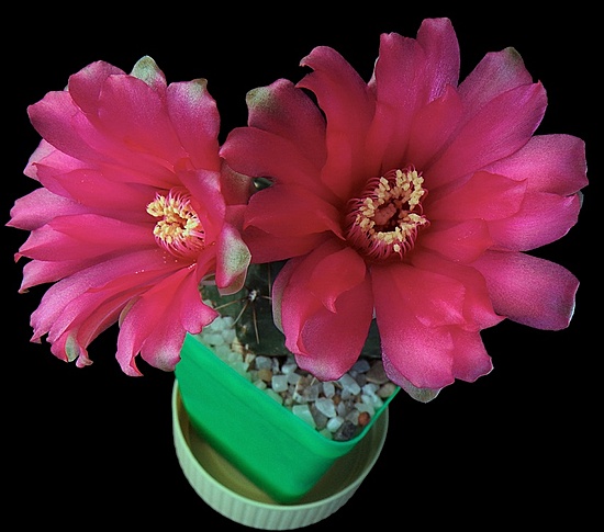 Нажмите на изображение для увеличения.  Название:	Gymnocalycium baldianum.jpg Просмотров:	0 Размер:	143.3 Кб ID:	513196