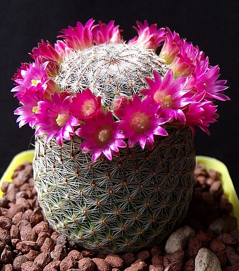 Нажмите на изображение для увеличения.

Название:	Mammillaria matudae (2).jpg
Просмотров:	1047
Размер:	305.4 Кб
ID:	513206