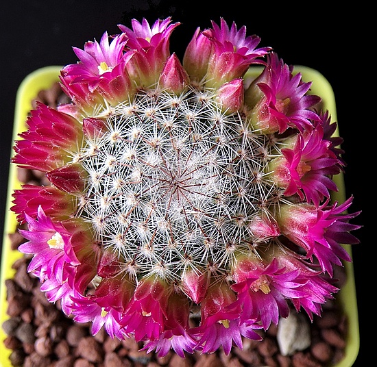 Нажмите на изображение для увеличения.

Название:	Mammillaria matudae (1).jpg
Просмотров:	1017
Размер:	345.5 Кб
ID:	513207