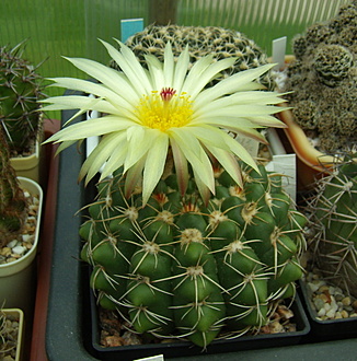 Нажмите на изображение для увеличения.

Название:	Notocactus crassigibus4.jpg
Просмотров:	984
Размер:	223.6 Кб
ID:	513241