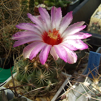 Нажмите на изображение для увеличения.

Название:	Thelocactus bicolor v. schwarzii.jpg
Просмотров:	945
Размер:	216.9 Кб
ID:	513242