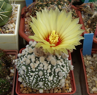 Нажмите на изображение для увеличения.

Название:	Astrophytum asterias cv. hanazono3.jpg
Просмотров:	741
Размер:	224.1 Кб
ID:	513350