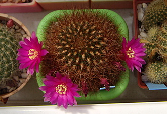 Нажмите на изображение для увеличения.

Название:	Sulcorebutia swobodae WK 681.jpg
Просмотров:	818
Размер:	158.3 Кб
ID:	513351