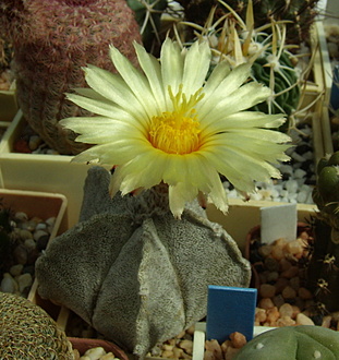 Нажмите на изображение для увеличения.

Название:	Astrophytum coahuilense1.jpg
Просмотров:	550
Размер:	208.7 Кб
ID:	513420